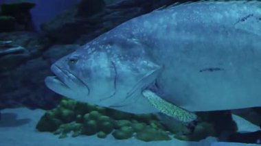 Akvaryumda su altında yüzen büyük deniz balıkları, okyanus vahşi yaşamını ve deniz yaşamının güzelliğini temsil ediyor.