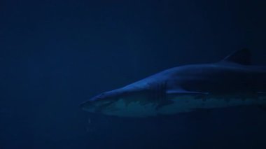 Karanlık okyanus ortamında köpekbalığı zarif bir şekilde yüzüyor. Gizemi ve deniz yırtıcılarının gücünü simgeliyor.
