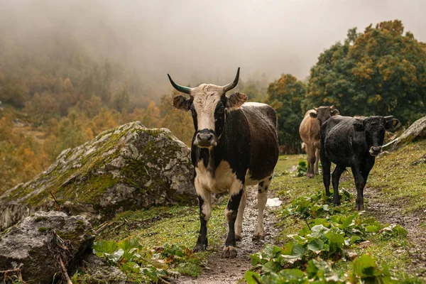 Kühe Auf Der Weide Einer Wunderschönen Berglandschaft Bei Bewölktem Himmel — Stockfoto