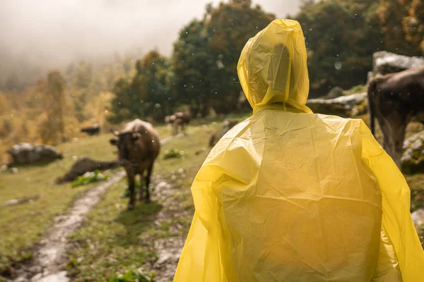 Wanderer Gehen Bei Regenwetter Mit Rindern Oder Kühen Über Die — Stockfoto