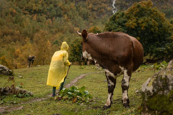 Kuh Oder Bulle Schauen Wanderer Gelbem Regenmantel Auf Der Alm — Stockfoto