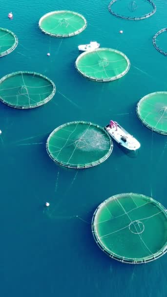Industri Perikanan Komersial Turki Peternakan Ikan Laut Aegea — Stok Video