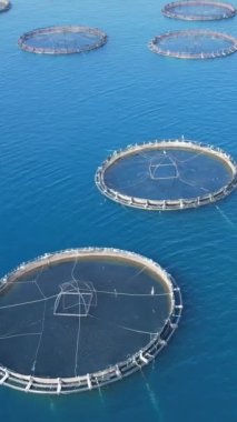 Büyük balık çiftliğinin havadan görünüşü ve bir sürü balık örtüsü. Hava dikey görüntüsü