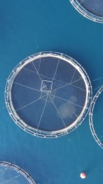 Luftaufnahme Direkt Über Einer Kreisförmigen Fischfarm Der Ägäis Vertikales Filmmaterial — Stockvideo