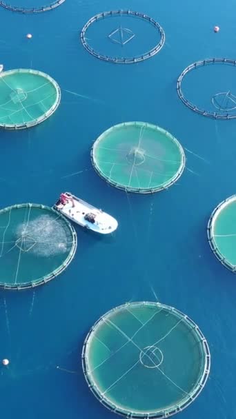 Schwimmende Fischzuchtnetze Mit Meerwasseroberfläche Aus Der Luft Vertikales Filmmaterial — Stockvideo