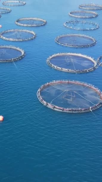空中无人侦察机俯瞰海鱼养殖场笼和渔网 垂直射击 — 图库视频影像