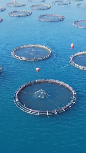 一个大型咸水鱼养殖场在平静的深水中生长笼的空中无人驾驶视频 — 图库视频影像