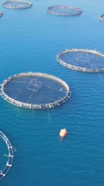 Büyük balık çiftliğinin havadan görünüşü ve bir sürü balık örtüsü. Dikey çekim