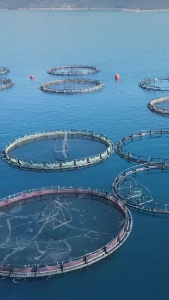 海魚の養殖場や漁網の空中垂直ショット 養殖Dorado 鯛と海の低音 — ストック動画