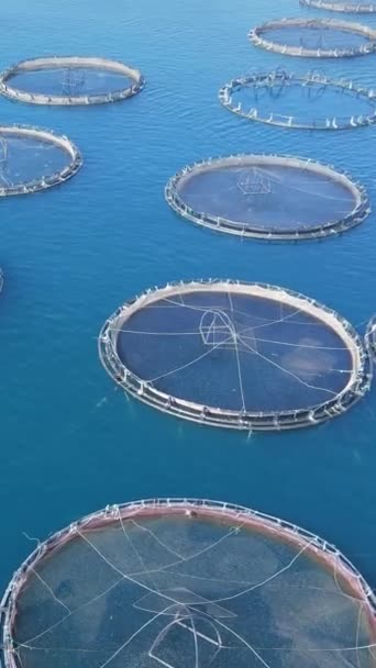 爱琴海鸟瞰养鱼场浮池笼的养鱼 — 图库视频影像