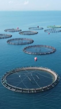Deniz balığı kafeslerinin, tarım dorado 'sunun, deniz levreğinin ve levreğin hava aracı görüntüsü.