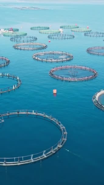 Вертикальное Воздушное Видео Клеток Рыболовных Сетей Морских Рыб Фермерских Дорадо — стоковое видео