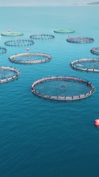 爱琴海渔场的水产养殖笼 空中垂直 — 图库视频影像