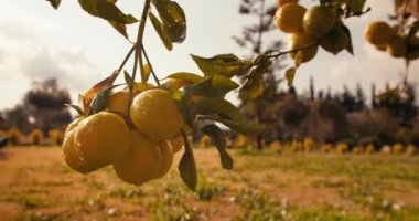 Olgun limon gün ışığında ağaç dalında asılı duruyor. sağlıklı limon ağaçları
