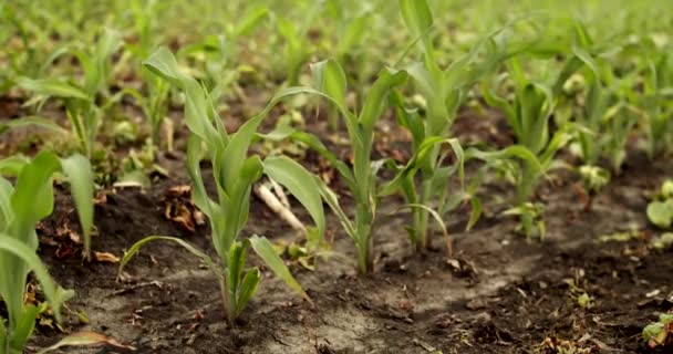 Cultivo Brotes Plántulas Maíz Verde Joven Campo Agrícola Cultivado Situación — Vídeos de Stock