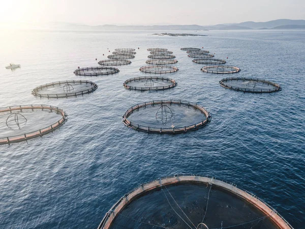 İHA 'nın geniş bir balık çiftliğine bakış açısı, organik su kültürü, havadan çekim