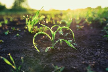 Yakın tohumlama bitkisi, yeşil taze mısır topraktan büyüyen mısır bitkileri