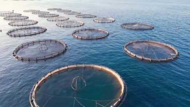 Fish Cages Factory Fishes Farm Breeding Offshore Farm Aerial Shot — Stock Video