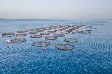 Aquaculture cages fish farm in sea, seafood industry. aerial view clipart