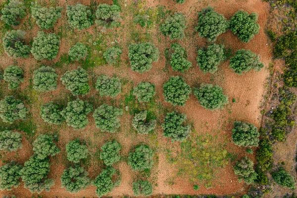 Aerial Top View Olive Trees Farmland Countryside — Stock Photo, Image