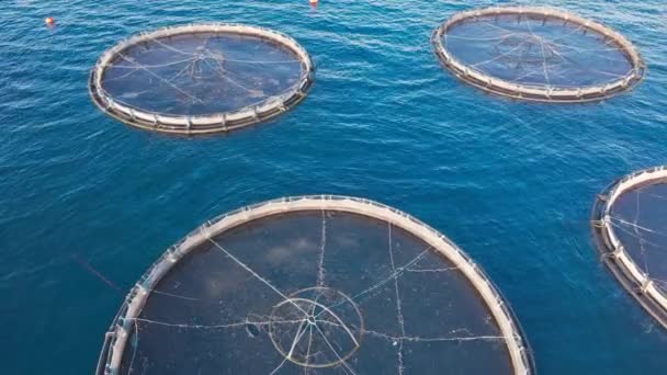 Aerial View Fish Farm Sea Breeding Fish Floating Pool Cage — Stock Video