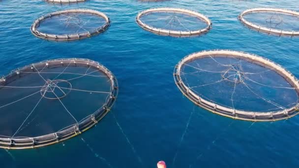 Aerial View Cages Fish Fish Farm Coast Mediterranean Sea — Stock Video