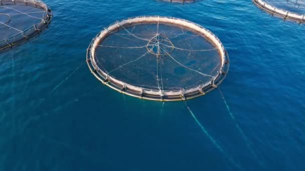 Aerial Drone Video Saltwater Fish Farm Sea Bass Sea Bream — Stock Video