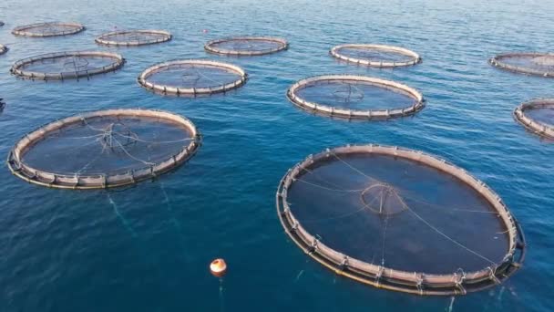 笼笼养鱼的离岸养殖场养殖工业鱼类 笼中的空中射击 — 图库视频影像