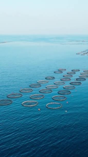 Fish Cage Farming Aegean Sea Bay Aerial Vertical Video — Stock Video