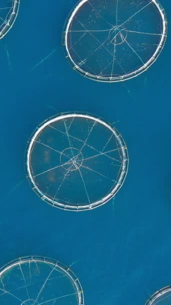 开阔海域水产养殖场 自上而下 垂直录像 — 图库视频影像