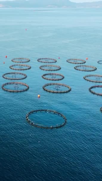 View Fish Cages Fish Farm Aegean Sea Aerial Vertical Shot — Stock Video