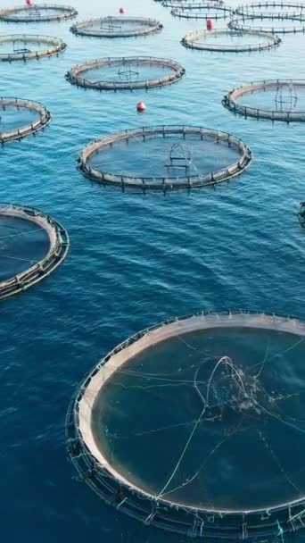 穏やかな深海の大規模な工業用魚の養殖ユニットケージ 空中垂直ショット — ストック動画