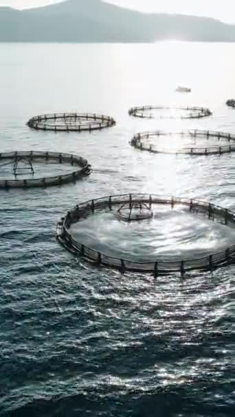 Cages Aquaculture Hauturière Pour Culture Saumon Eaux Profondes Calmes Vidéo — Video