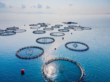 Aquaculture kafesleri denizdeki balık çiftliği, deniz ürünleri endüstrisi. hava görünümü