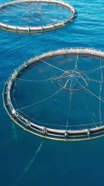 鲑鱼养殖场的笼在开阔的海面上 海产食品业务的航空视点 — 图库视频影像
