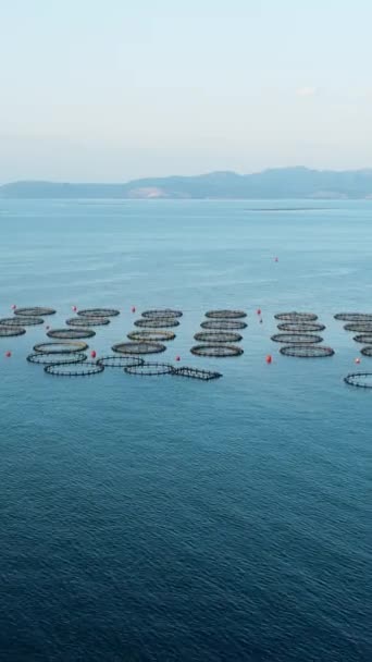Offshore Sea Aquaculture Cages Fish Farm Seafood Industry Aerial Vertical — Stock Video