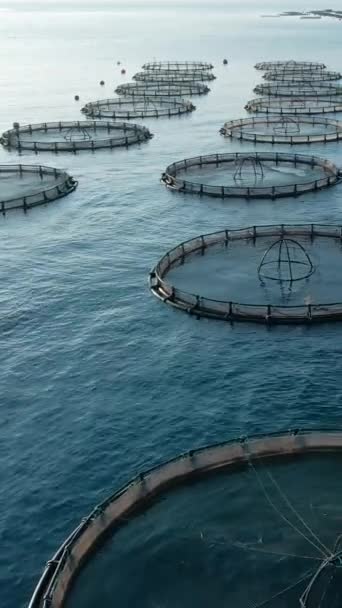 Aerial Vertical Drone Footage Aquaculture Fish Farming Unit Sea Bass — Stock Video