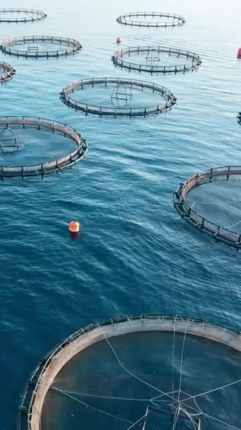 Gewerbliche Fischerei Fischzucht Vertikalaufnahme Aus Der Luft — Stockvideo