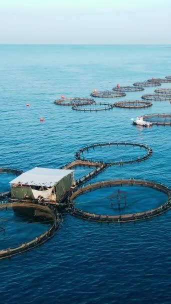 Akvakultúra Tenyésztés Haltenyésztő Ketrecek Nyugodt Mély Vízben Légi Függőleges Kilátás — Stock videók
