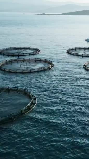 Aquaculture Fish Cages Factory Fishes Farm Aerial Vertical Shot — Stock Video