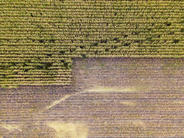 收获玉米地作为加载条或上传进度图形 空中俯瞰 — 图库照片