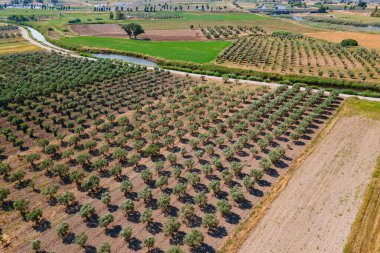 Kırsal kesimde zeytin yetiştiriciliği endüstrisi, ağaçlı hava manzarası. Zeytin yağı endüstrisi