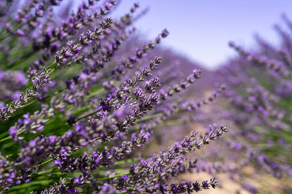Blommande Lavendel Ett Fält Närbild Stockbild