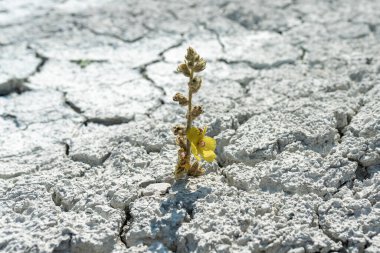 Kurumuş çamur, kuraklık ve kuraklıkta yetişen bitkiler.