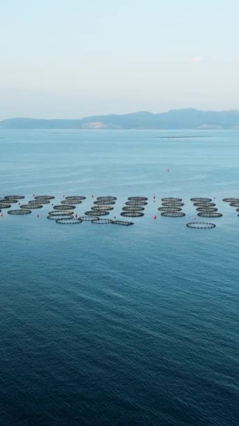 Aquaculture Cages Fish Farm Open Aegean Sea Turkiye Aerial Vertical — Stock Video