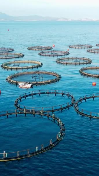 Fish Cage Aquaculture Calm Deep Waters Aegean Sea Aerial Vertical — Stock Video