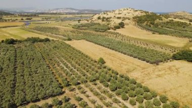 Zeytin yağı ve hava manzarası üretimi için zeytin ağaçları çiftliği
