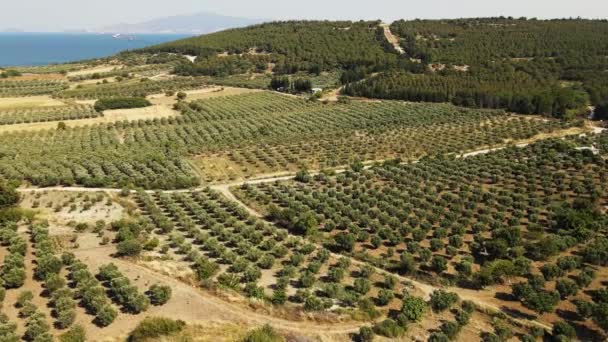 Luftaufnahme Einer Olivenplantage Für Die Produktion Von Olivenöl Etablierte Schuss — Stockvideo
