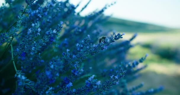 風の農場で咲くラベンダーの花を花粉にする蜂のクローズアップ — ストック動画