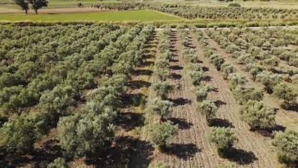 Las Plantaciones Olivos Granja Plantan Hileras Para Producción Aceite Oliva — Vídeo de stock